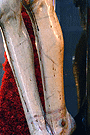 Detalle de las piernas del Santísimo Cristo de la Viga (Obsérvese la policromia de los latigazos de la Flagelación)
