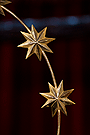 Estrellas de la aureola de salida de oro de Nuestra Señora de Amor y Sacrificio