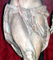 Pa&ntilde;o de pureza del Cristo (Sagrado Descendimiento)