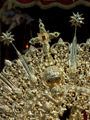 Cruz de pedrer&iacute;a en la r&aacute;faga de la Corona de Nuestra Madre y Se&ntilde;ora de la Soledad