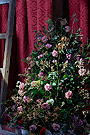 Exorno floral de la Cruz de Nuestra Señora de las Angustias en el Besamanos 2011