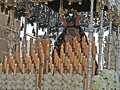 Paso de Palio de Santa María de la Paz