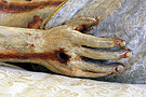 Mano derecha del Señor del Santo Entierro