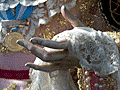 Mano izquierda de Maria Sant&iacute;sima de la Concepci&oacute;n