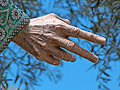 Mano derecha de San Juan (Paso de Misterio del Santísimo Cristo de la Clemencia en la Traición de Judas)